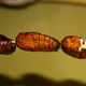 Illustration for article titled The Weirdest and Most Revolting Foods That You Could Actually Eat